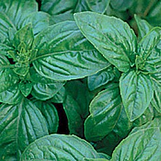 Albahaca