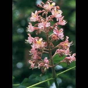 Casta�o de India