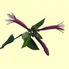 Copalchi