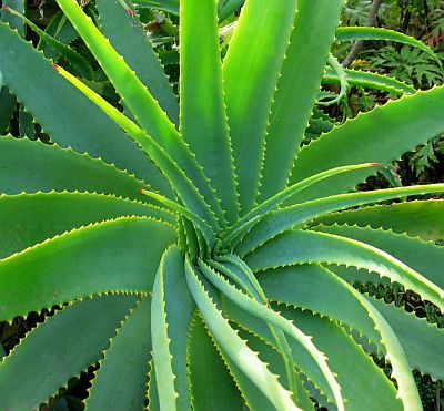 Aloe - Suerte y protecci�n