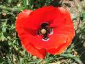 Amapolas