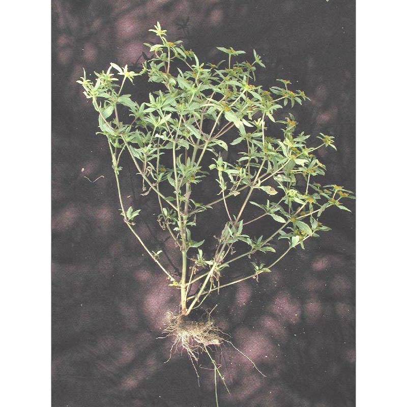 Contrayerba
