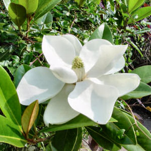 Magnolia